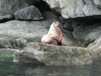 Sea Lion